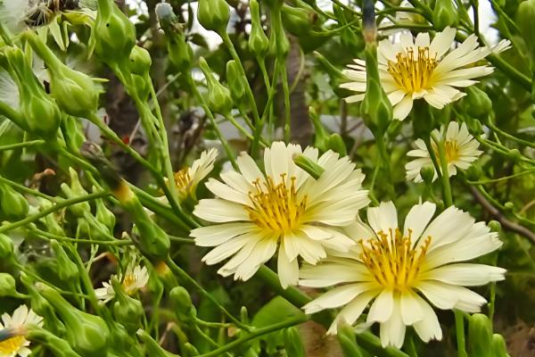 洋甘菊是不是小雏菊,二者不是同一种植物