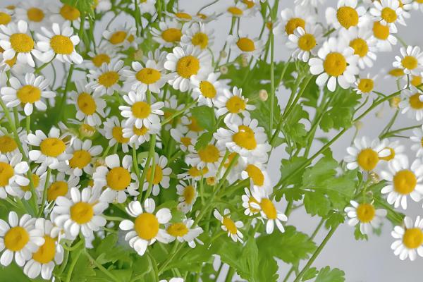 洋甘菊是不是小雏菊,二者不是同一种植物