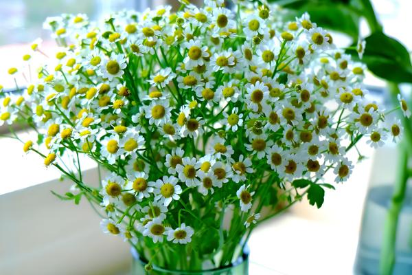 洋甘菊是不是小雏菊,二者不是同一种植物