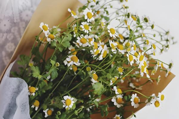 洋甘菊是不是小雏菊,二者不是同一种植物