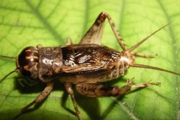 蟋蟀吃自己腿的原因，可能是腿部坏死或缺少营养所致