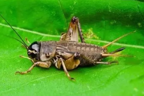 蟋蟀吃自己腿的原因，可能是腿部坏死或缺少营养所致
