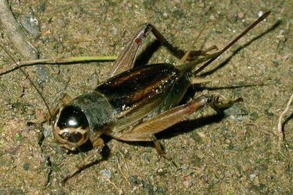 蟋蟀吃自己腿的原因，可能是腿部坏死或缺少营养所致