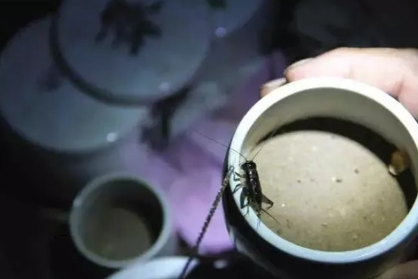 蟋蟀吃自己腿的原因，可能是腿部坏死或缺少营养所致
