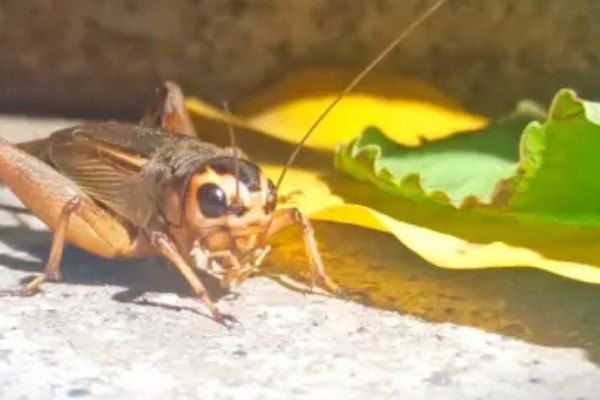 蟋蟀吃自己腿的原因，可能是腿部坏死或缺少营养所致