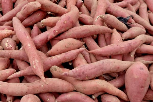 红薯怎么种植，薯苗长到5-8厘米时要摘心修剪