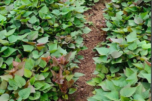 红薯怎么种植，薯苗长到5-8厘米时要摘心修剪