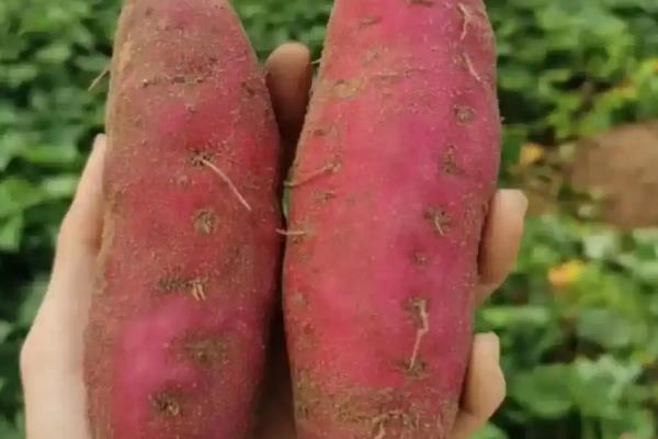 红薯怎么种植，薯苗长到5-8厘米时要摘心修剪