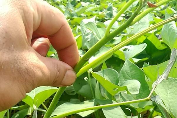 红薯怎么种植，薯苗长到5-8厘米时要摘心修剪