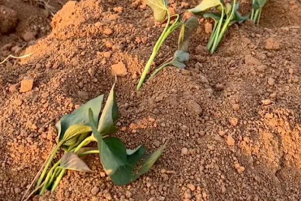 红薯怎么种植，薯苗长到5-8厘米时要摘心修剪