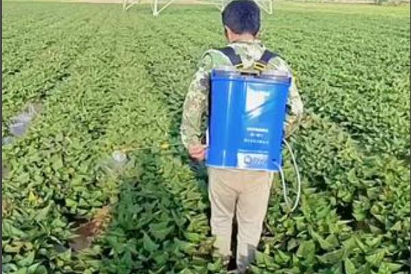 红薯怎么种植，薯苗长到5-8厘米时要摘心修剪