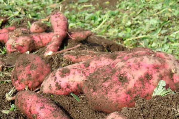 红薯怎么种植，薯苗长到5-8厘米时要摘心修剪