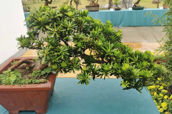 罗汉松怎么养殖，盛夏要浇透水