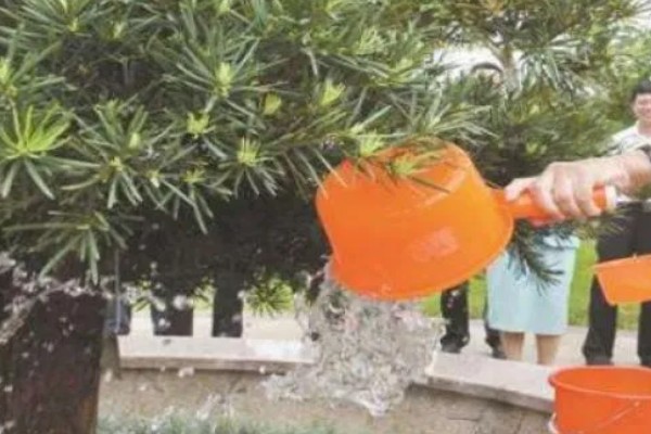 罗汉松怎么养殖，盛夏要浇透水