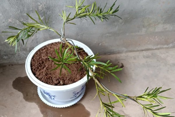 罗汉松怎么养殖，盛夏要浇透水