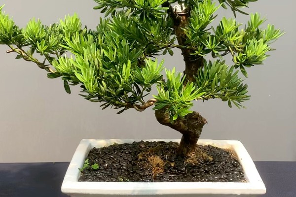 罗汉松怎么养殖，盛夏要浇透水