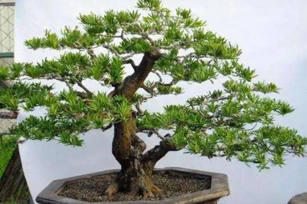 罗汉松怎么养殖，盛夏要浇透水