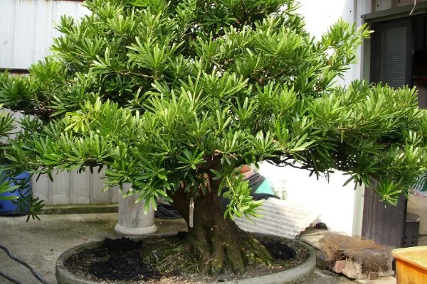 罗汉松怎么养殖，盛夏要浇透水