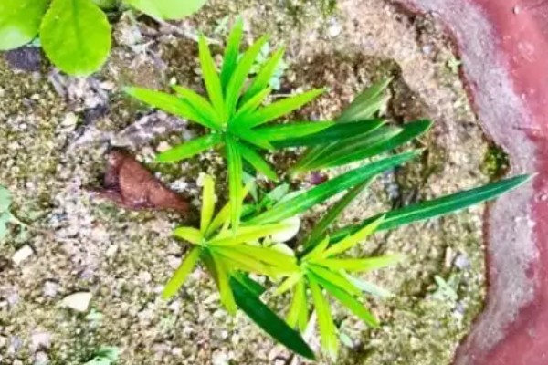 罗汉松怎么养殖，盛夏要浇透水