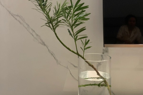 罗汉松怎么养殖，盛夏要浇透水