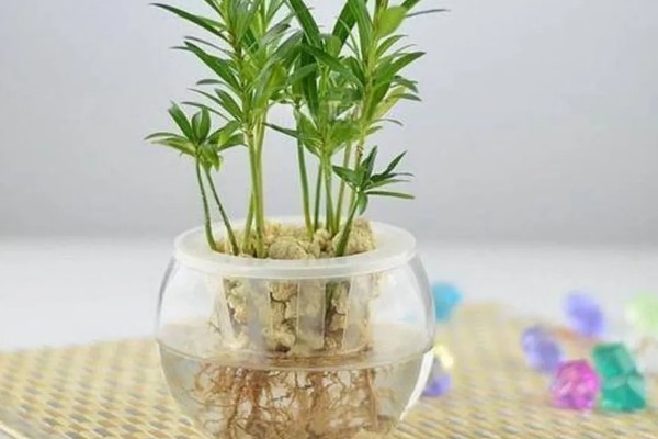 罗汉松怎么养殖，盛夏要浇透水