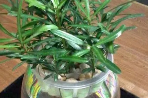 罗汉松怎么养殖，盛夏要浇透水