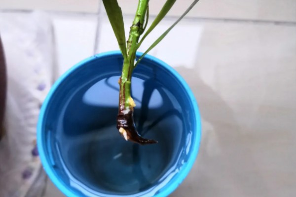 罗汉松怎么养殖，盛夏要浇透水