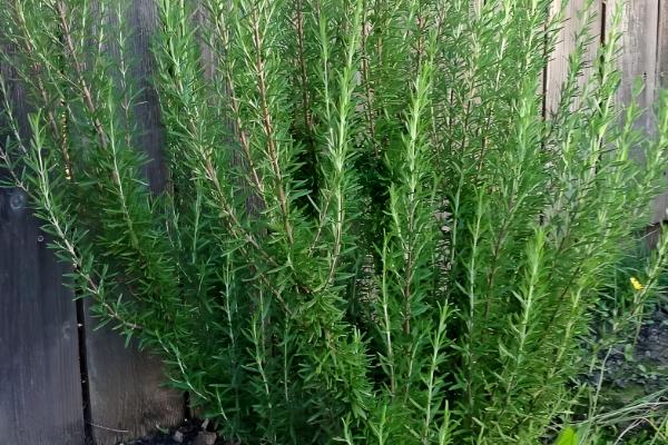 迷迭香的叶子能不能喷水，天气干旱时可以喷水增湿