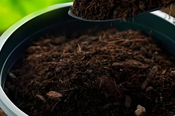 迷迭香的叶子能不能喷水，天气干旱时可以喷水增湿