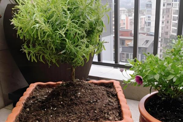 迷迭香的叶子能不能喷水，天气干旱时可以喷水增湿