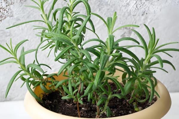 迷迭香的叶子能不能喷水，天气干旱时可以喷水增湿