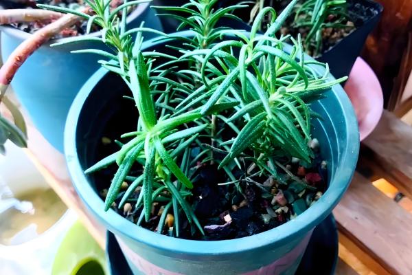 迷迭香的叶子能不能喷水，天气干旱时可以喷水增湿