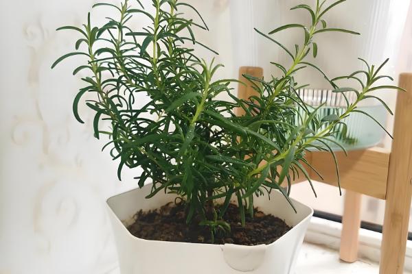 迷迭香的叶子能不能喷水，天气干旱时可以喷水增湿