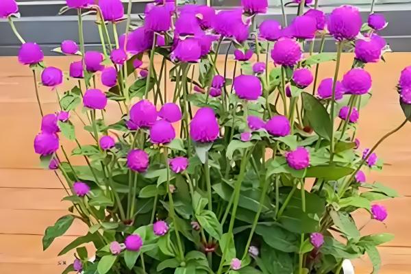 五六月适合种植哪些花,推荐千日红、波斯菊等