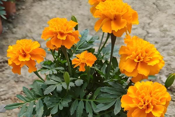 五六月适合种植哪些花,推荐千日红、波斯菊等