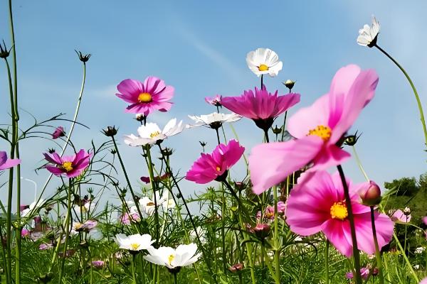 五六月适合种植哪些花,推荐千日红、波斯菊等