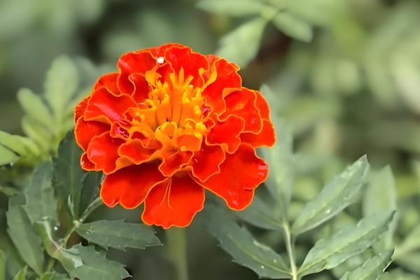 五六月适合种植哪些花,推荐千日红、波斯菊等