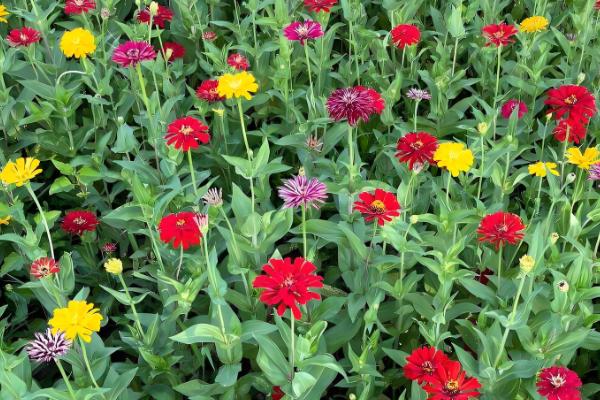 五六月适合种植哪些花,推荐千日红、波斯菊等