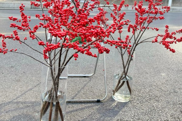 红果冬青能水培多长时间,可以存活1个月左右