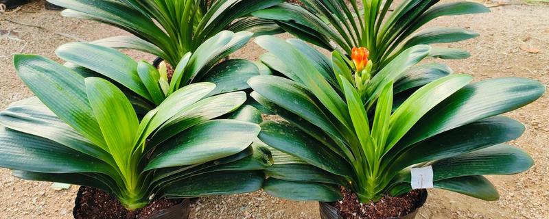 君子兰叶子怎么养才有光泽,春季要一天进行一次浇水