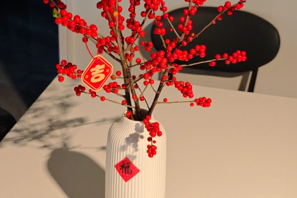 红果冬青能水培多长时间,可以存活1个月左右