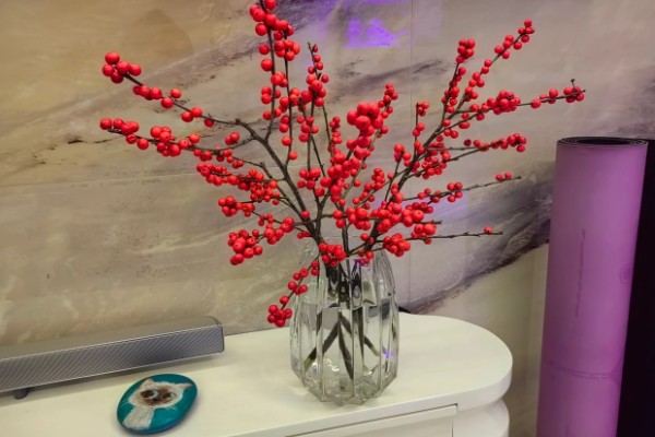 红果冬青能水培多长时间,可以存活1个月左右