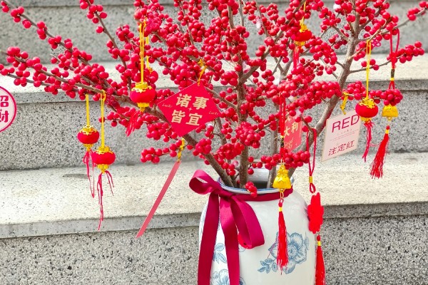 红果冬青能水培多长时间,可以存活1个月左右