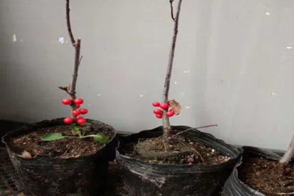 红果冬青能水培多长时间,可以存活1个月左右