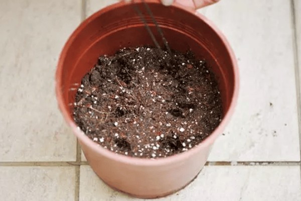 红果冬青能水培多长时间,可以存活1个月左右