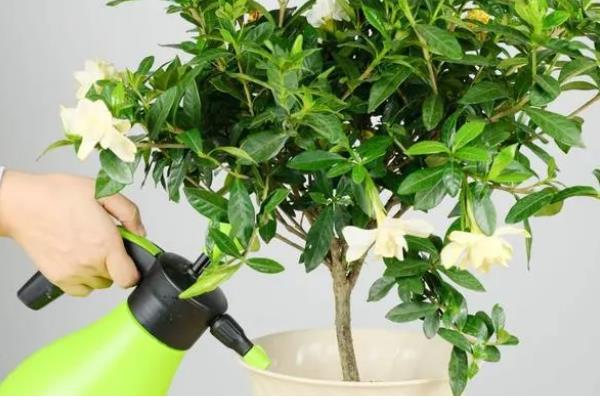 探春花是否怕涝，产生积水会引起烂根