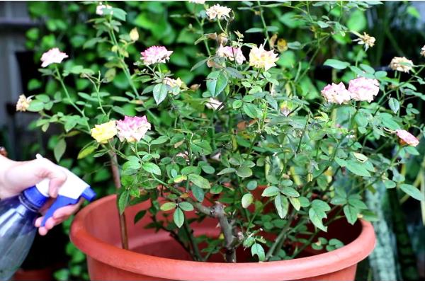 探春花是否怕涝，产生积水会引起烂根