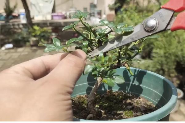 探春花是否怕涝，产生积水会引起烂根