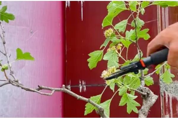 探春花是否怕涝，产生积水会引起烂根