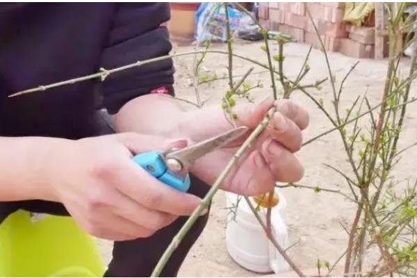 探春花是否怕涝，产生积水会引起烂根